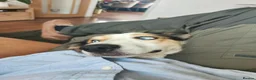 Border Collie dogs for sale: Rehoming beautiful Border Collie (Skye) - Advert 12