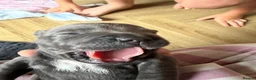 Staffordshire Bull Terrier dogs for sale: KC Registered Staffordshire Bull Terrier Puppies - Advert 7