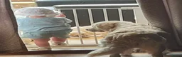 Golden Retriever dogs for sale: Stunning KC registered cream golden retrievers - Advert 4