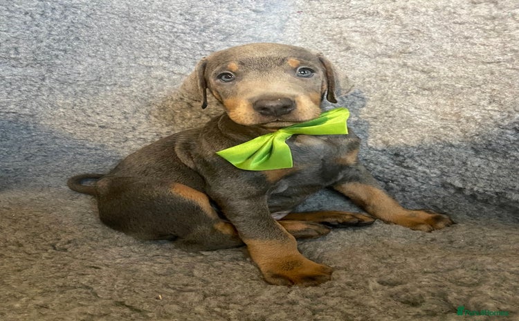 Dobermann dogs - Advert 1