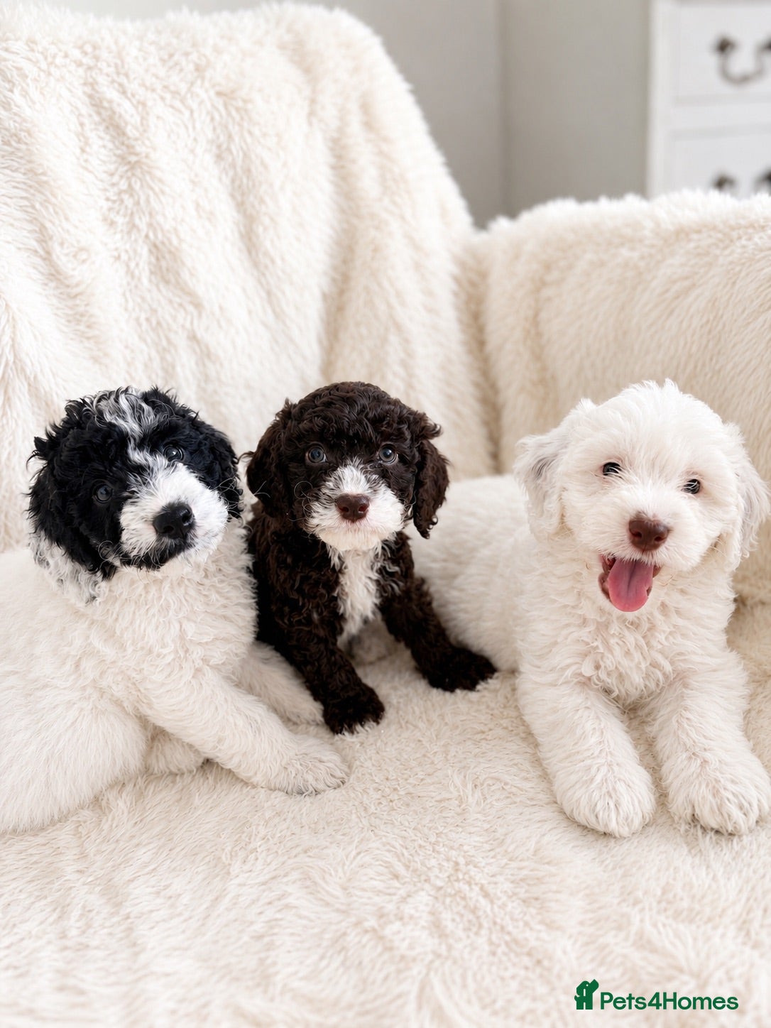 Cockapoo dogs Beautiful Cockapoo Puppies Available 3 left  - Advert 1