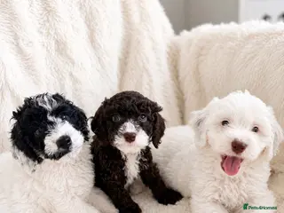 Cockapoo dogs Beautiful Cockapoo Puppies Available 3 left - Advert 1