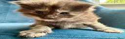 Maine Coon cats for sale: XL MAINE COON KITTENS UNIQUE COLOUR XL BLOODLINE - Advert 13