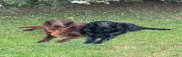 Mixed Breed dogs for sale: *Ready Now!* Golden x Flat coated retriever pups! - Advert 10