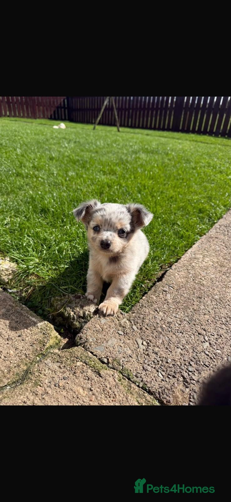 Chihuahua dogs Gorgeous Boy Merle Chihuahua Pup  - Advert 1