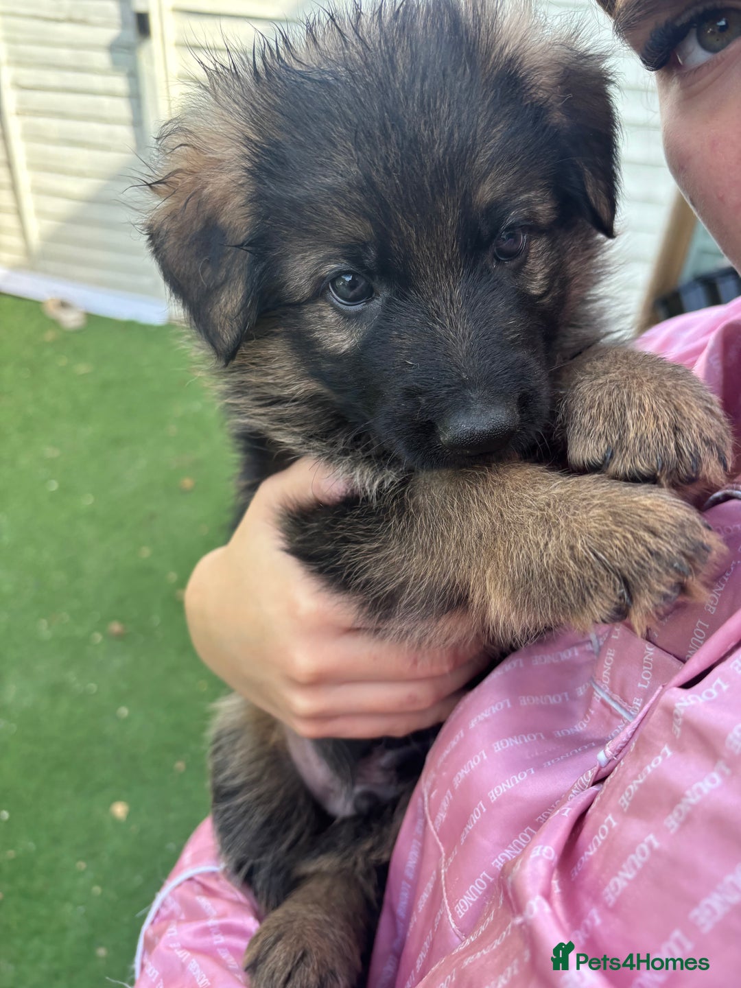 German Shepherd dogs for sale: German shepherd  - Image 26