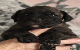 Presa Canario dogs for sale: Presa Canario pups  - Image 7