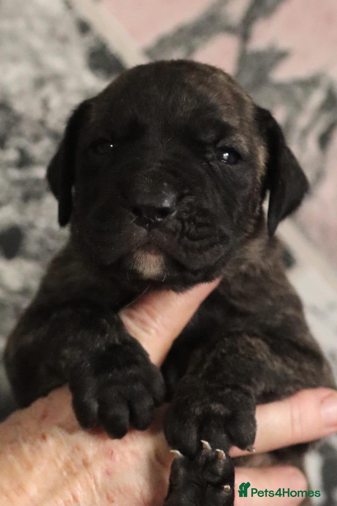 Presa Canario dogs for sale: Presa Canario pups  - Image 7