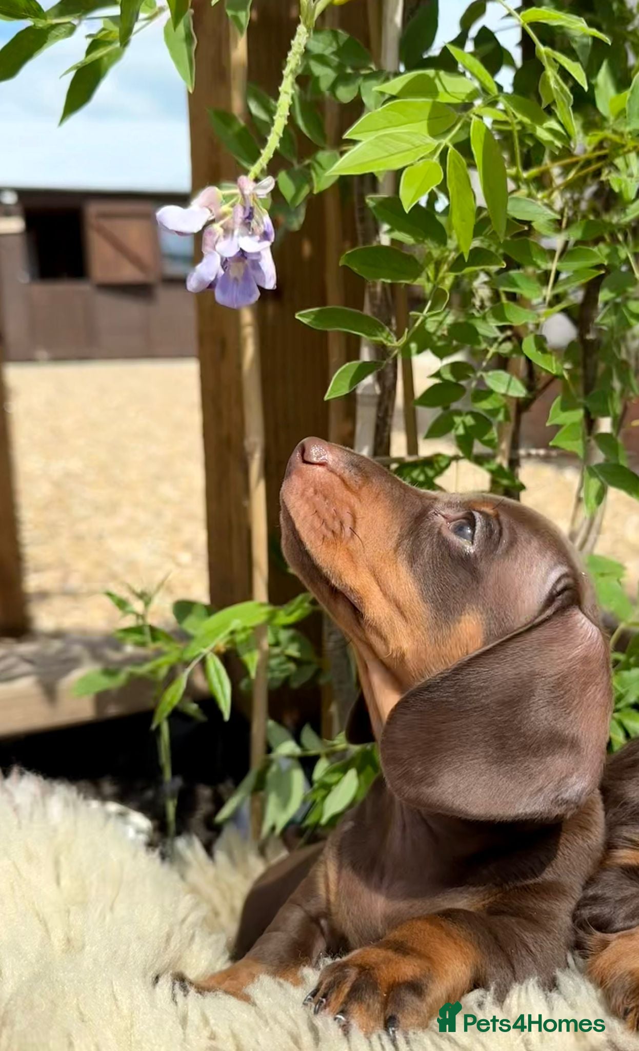 Miniature Dachshund dogs Miniature Dachshund Puppies  - Advert 6