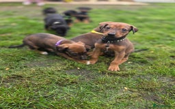 Mixed Breed dogs for sale: Dobermann cross puppies  - Image 7