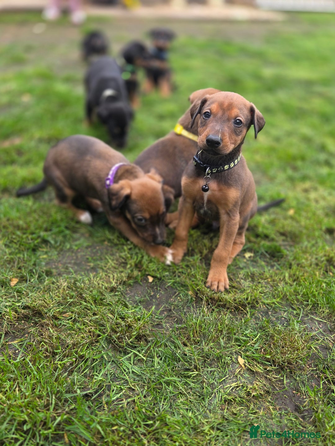 Mixed Breed dogs for sale: Dobermann cross puppies  - Image 7