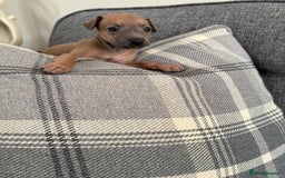 Italian Greyhound dogs for sale: Italian greyhound puppies  - Image 11