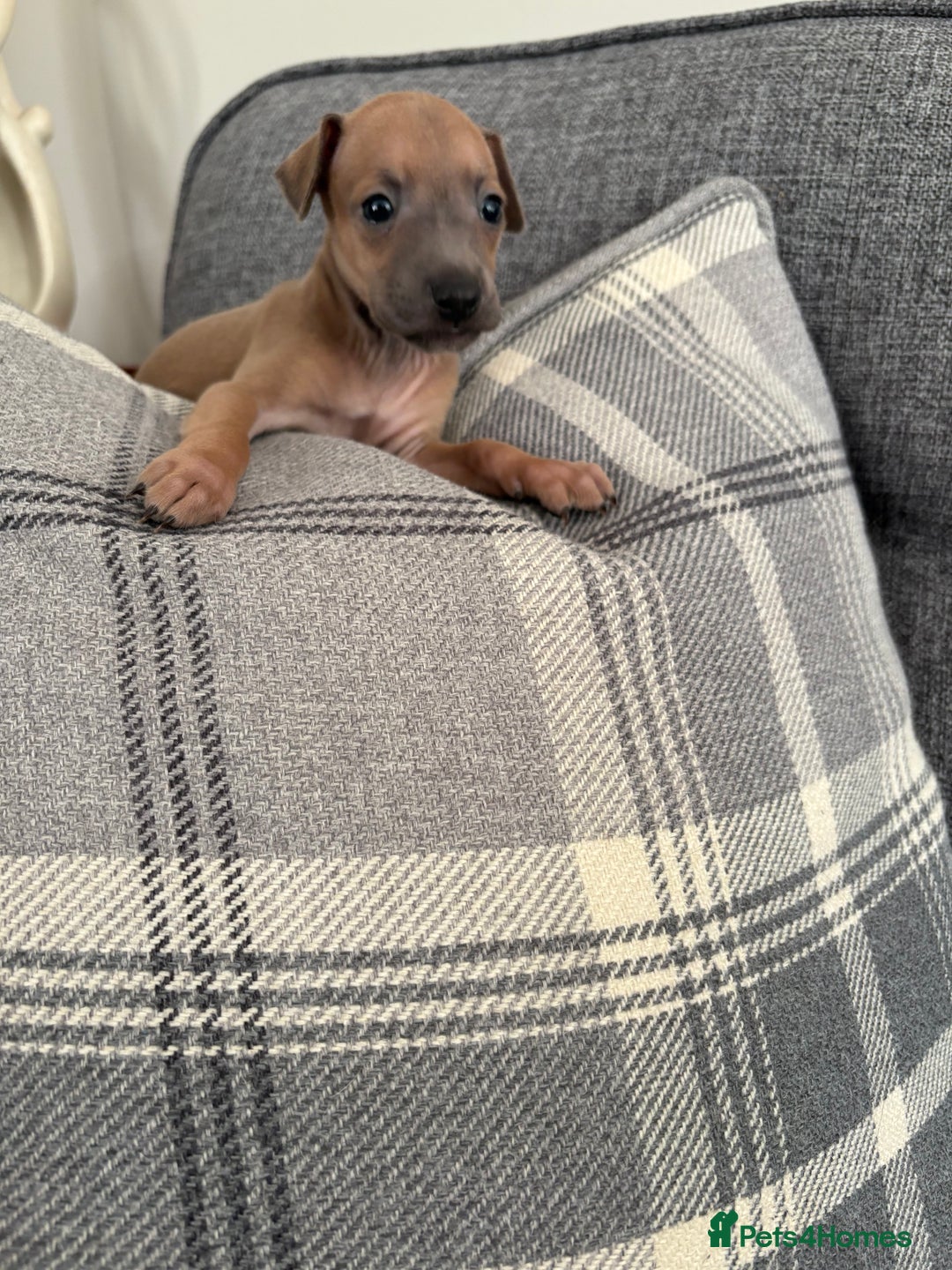 Italian Greyhound dogs for sale: Italian greyhound puppies  - Image 11