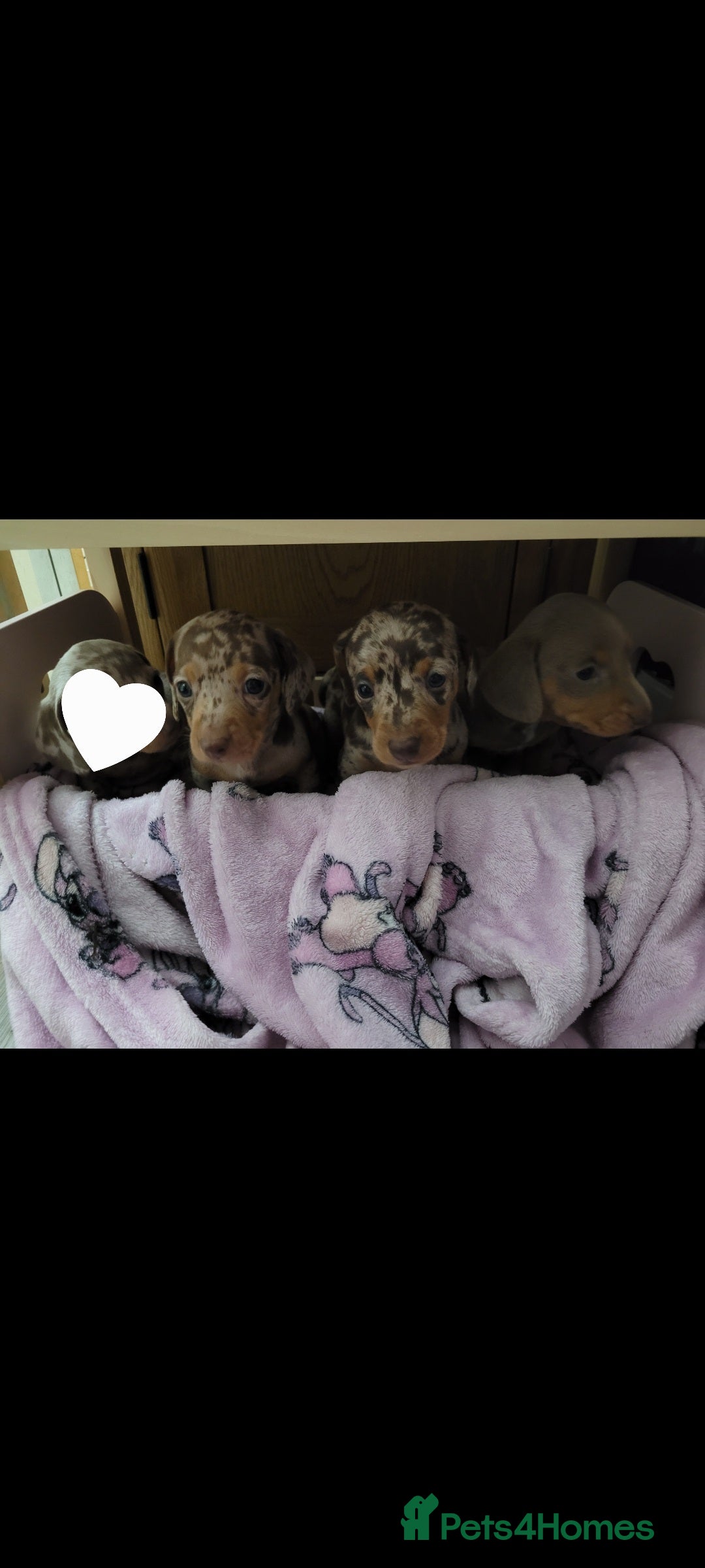 Miniature Dachshund dogs for sale: Kc miniature dachshunds - Image 2