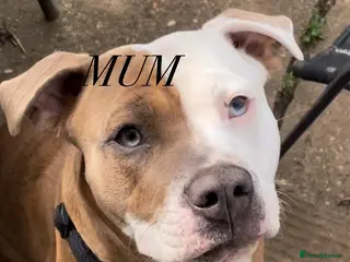 Mixed Breed dogs American Bulldog x Staffordshire Terrier puppies - Advert 3