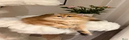 British Longhair cats for sale: British Shorthair or Longhair Godlen kittens  - Advert 11