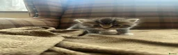 Mixed Breed cats for sale: Two Gorgeous Fluffy Female Kittens for Sale - Advert 14
