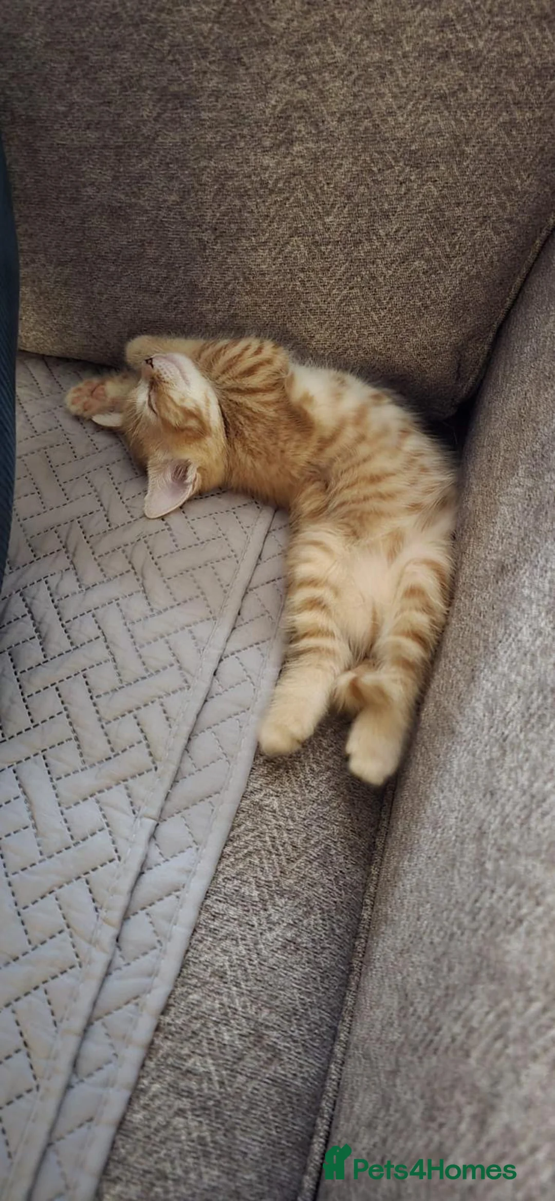 Mixed Breed cats for sale: Pair of Male Kittens Looking 4 Their Forever Home in Slough - Advert 6