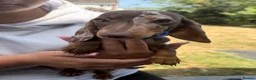 Miniature Dachshund dogs for sale: Miniature dachshund puppies  - Advert 16