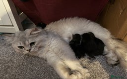 British Shorthair cats for sale: 🩵 3 British Long/Shorthair kittens! 🩵 - Image 16