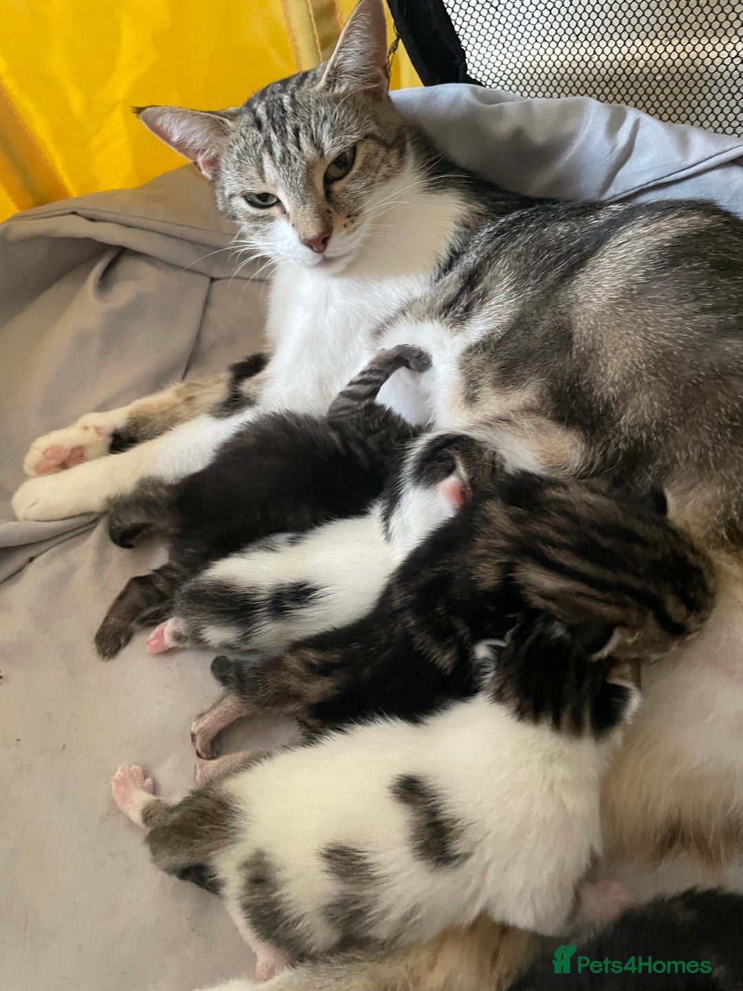 British Shorthair cats for sale: 4 kittens for sale  - Image 15