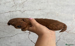 Cavapoochon dogs for sale: Cavapoochons!!🐶 ONLY ONE BOY LEFT!!  - Image 12