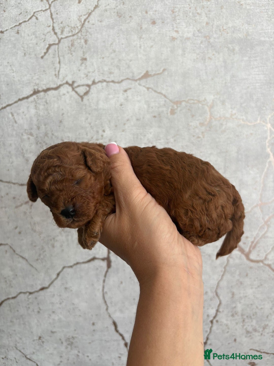 Cavapoochon dogs for sale: Cavapoochons!!🐶 ONLY ONE BOY LEFT!!  - Image 12