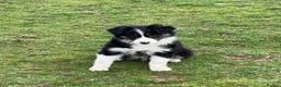 Border Collie dogs for sale: Border Collie Pups in Machynlleth - Advert 28