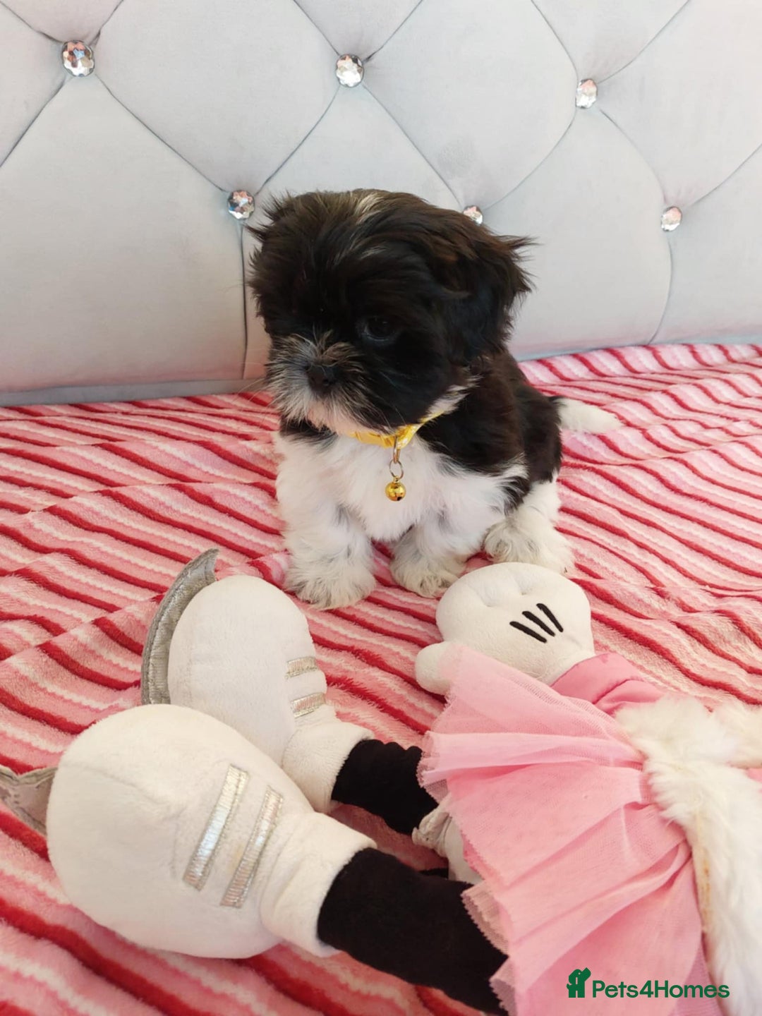 Shih Tzu dogs for sale: 🩷 Beautiful Shitzu Puppies 🩷 - Image 3