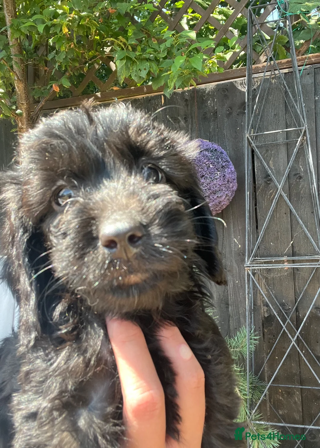 Cockapoo dogs for sale: F1 miniature cockapoo puppies  - Advert 1