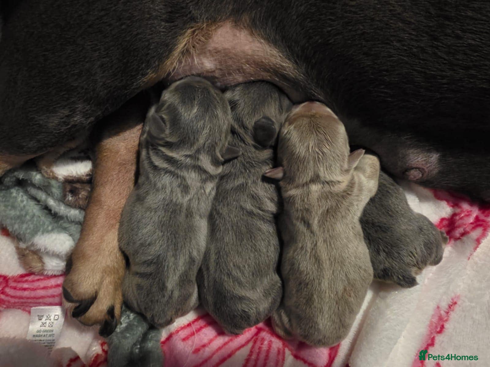 French Bulldog dogs French Bulldog puppies - Advert 1