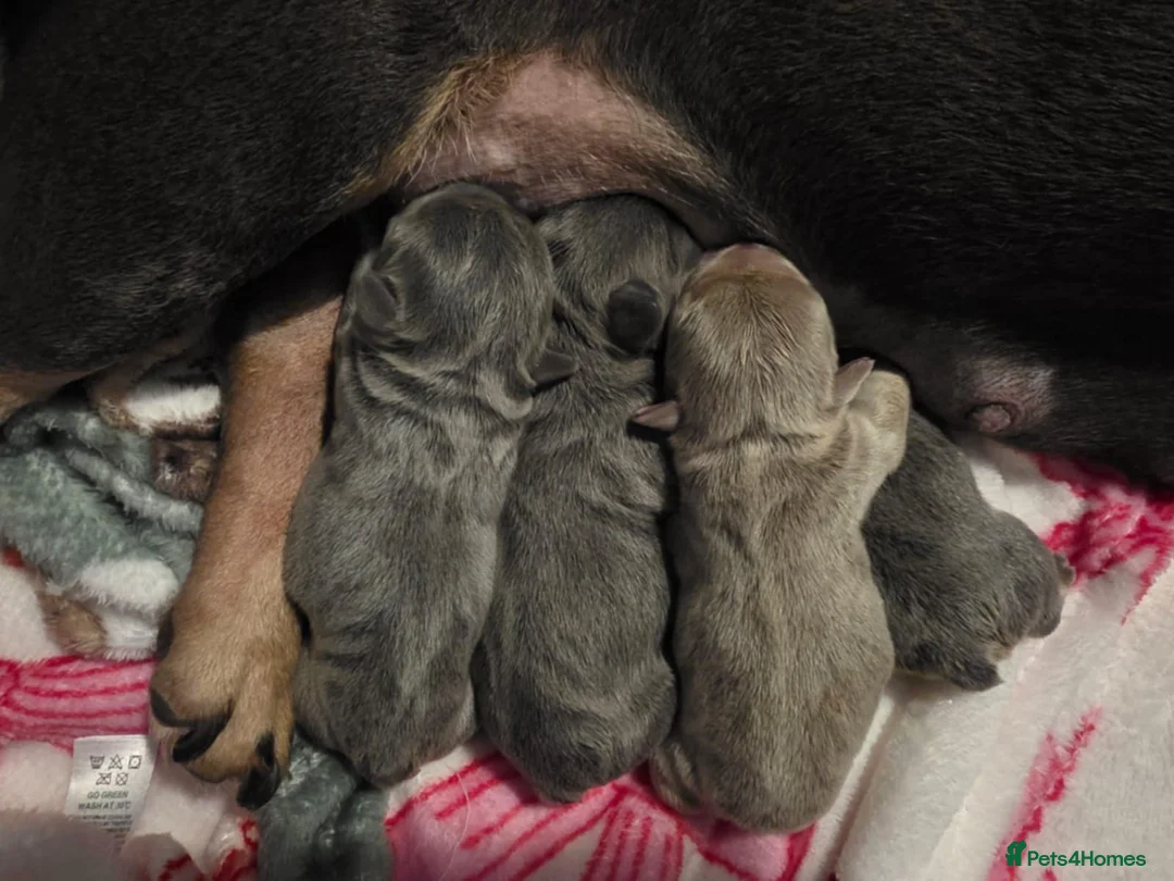 French Bulldog dogs for sale: French Bulldog puppies - Advert 1