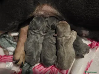 French Bulldog dogs French Bulldog puppies - Advert 1