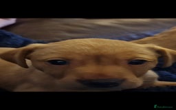 Labrador Retriever dogs for sale: Kc reg labradore puppies - Image 4