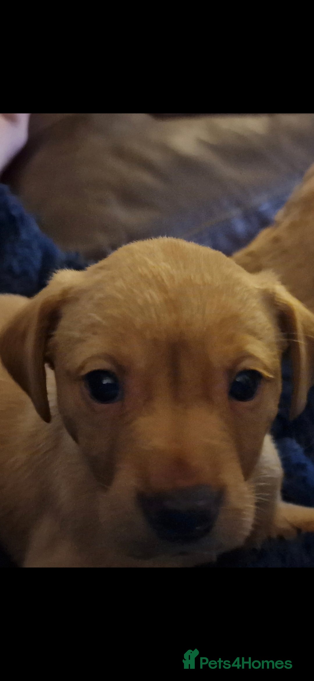 Labrador Retriever dogs for sale: Kc reg labradore puppies - Image 4