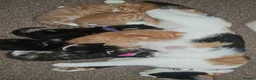 Mixed Breed cats for sale: Beautiful Kittens Looking For Their Forever Homes. - Advert 20