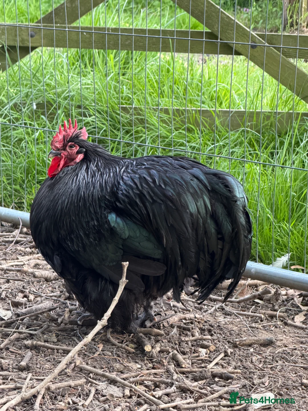 Chickens poultry for sale: XL Brahma Cross Roosters – Large Ornamental Boys - Advert 4