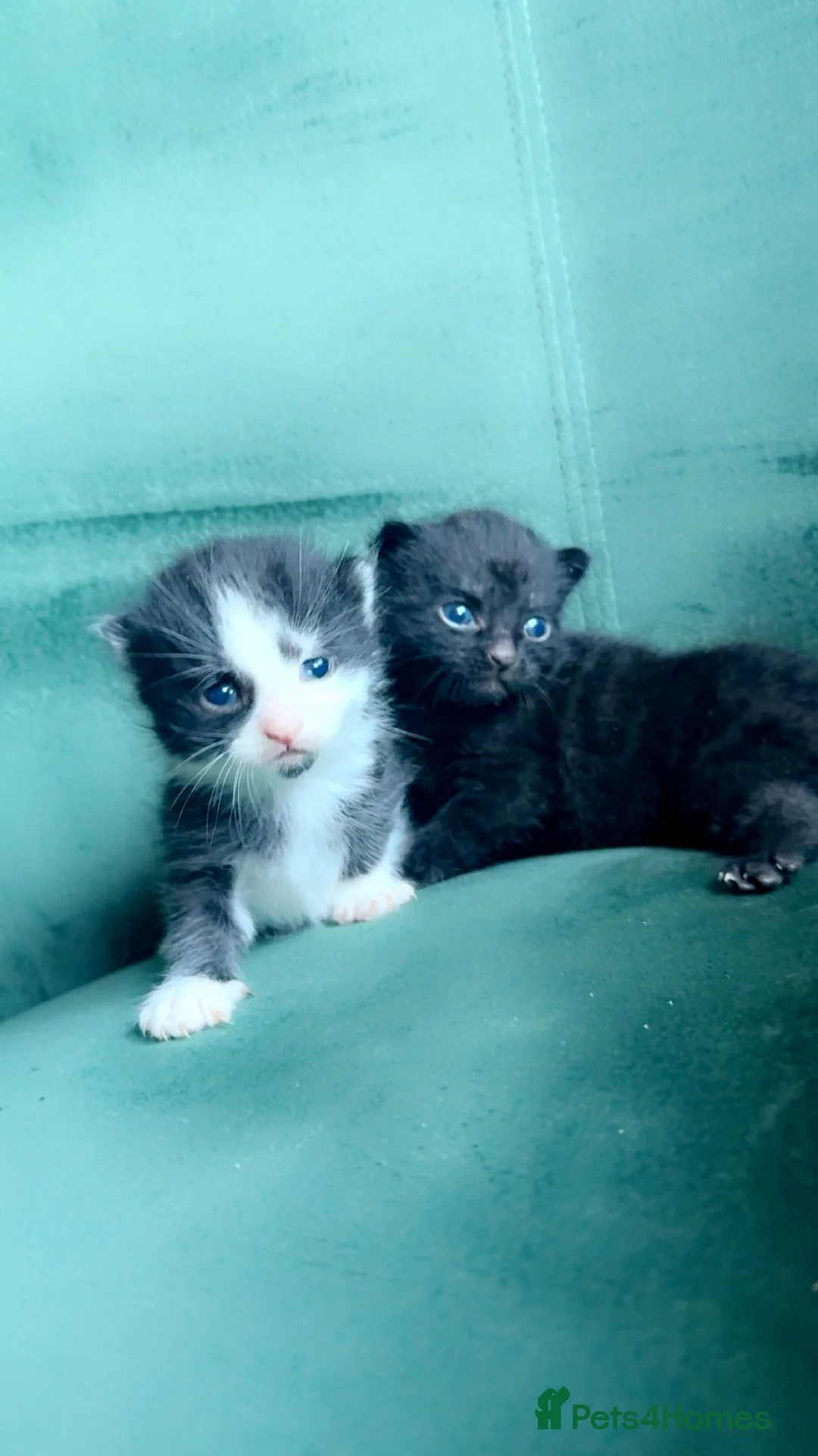 Bombay cats for sale: Bombay mix kittens 200 ONO in Rowley Regis - Advert 2