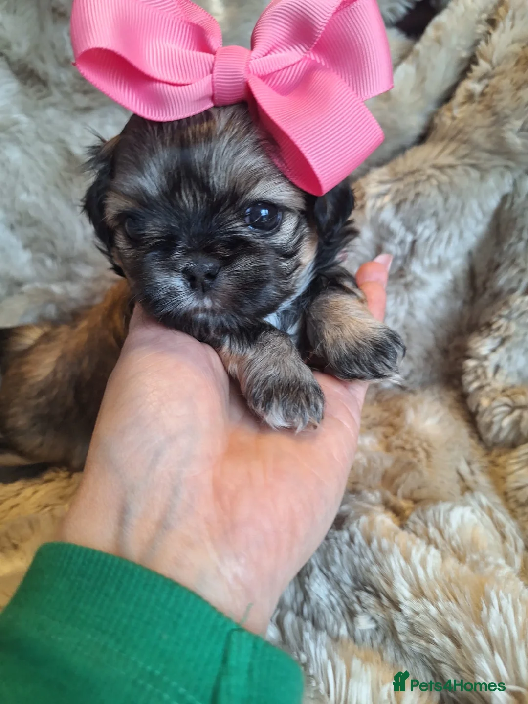 Shih Tzu dogs for sale: Beautiful Imperial Shih Tzus  - Advert 5