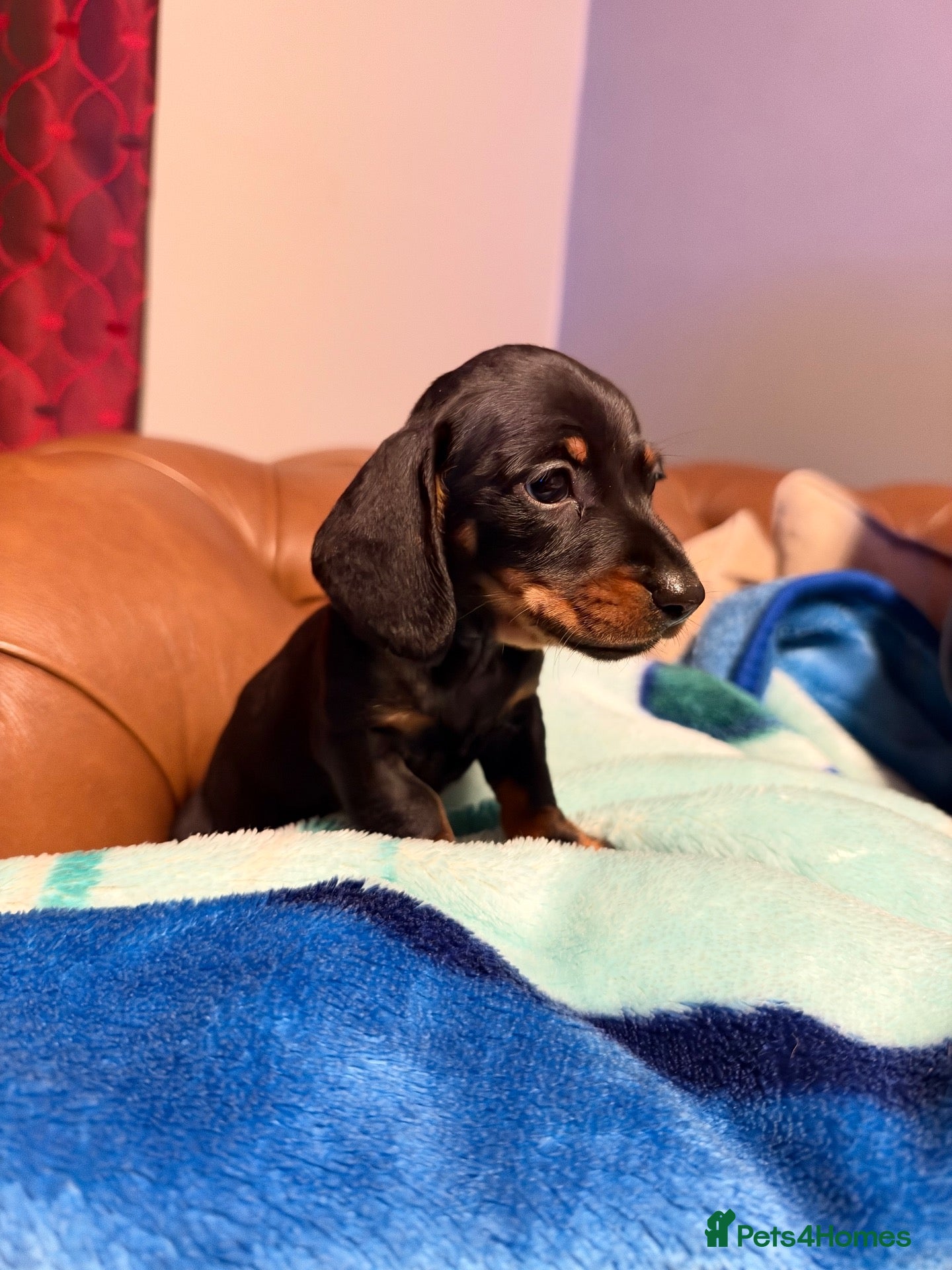 Miniature Dachshund dogs for sale: LAST ONE Sweetest Mini Dachshund🖤🤎 - Advert 2
