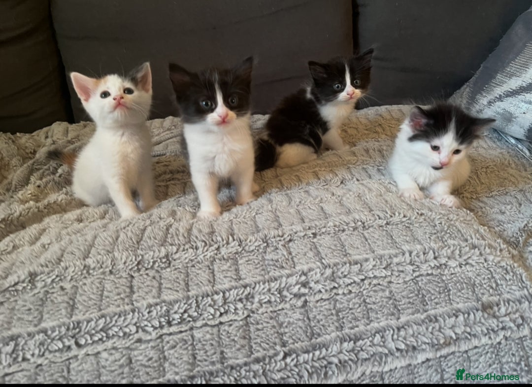 Turkish Van cats for sale: Calico kittens looking for there forever home  - Image 1