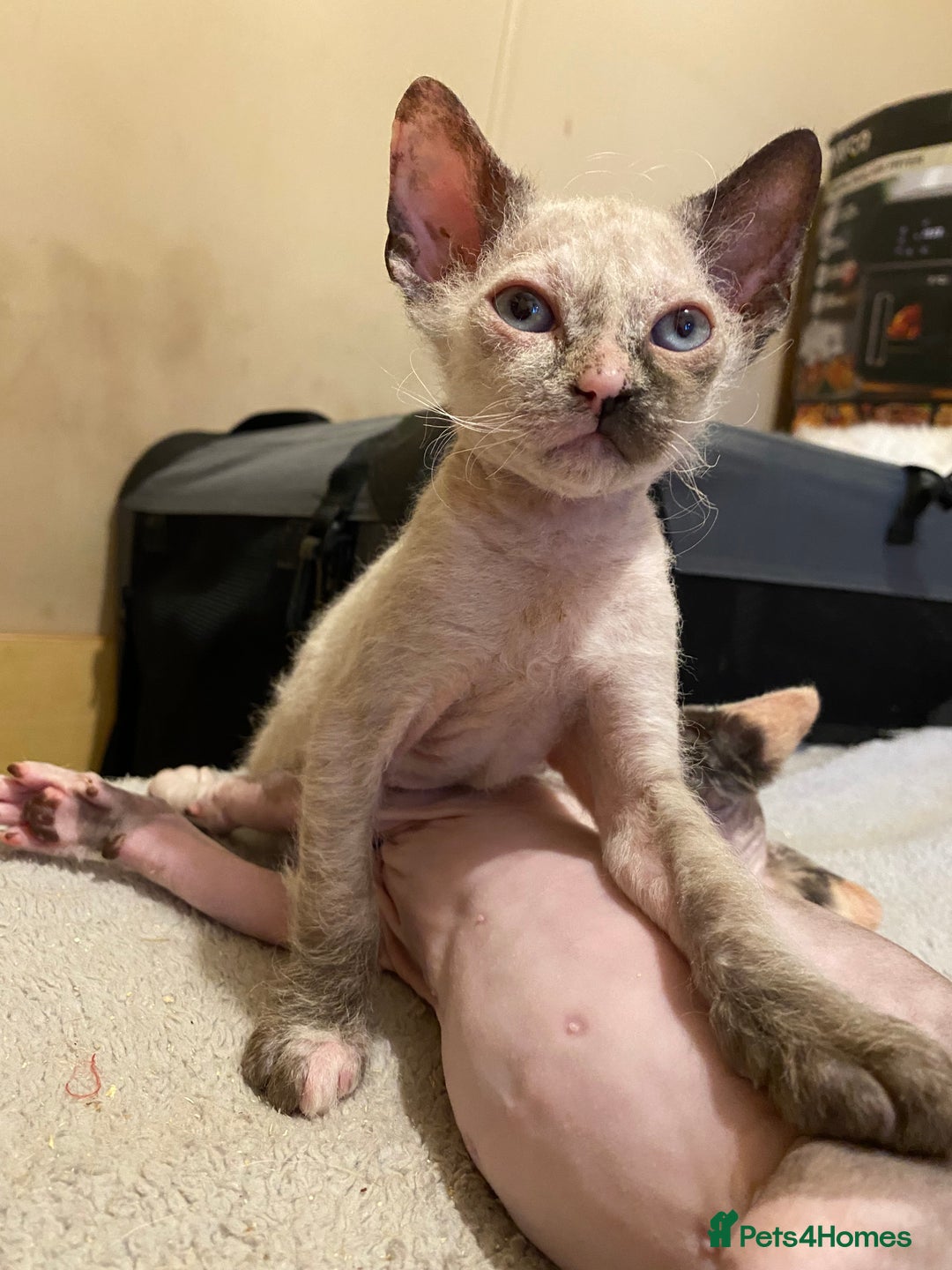 Sphynx cats for sale: Sphynx kittens 😍🥰🥰 - Advert 39