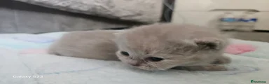 British Shorthair 3