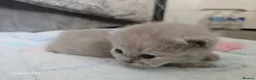 British Shorthair cats for sale:  British shorthair  - Advert 9