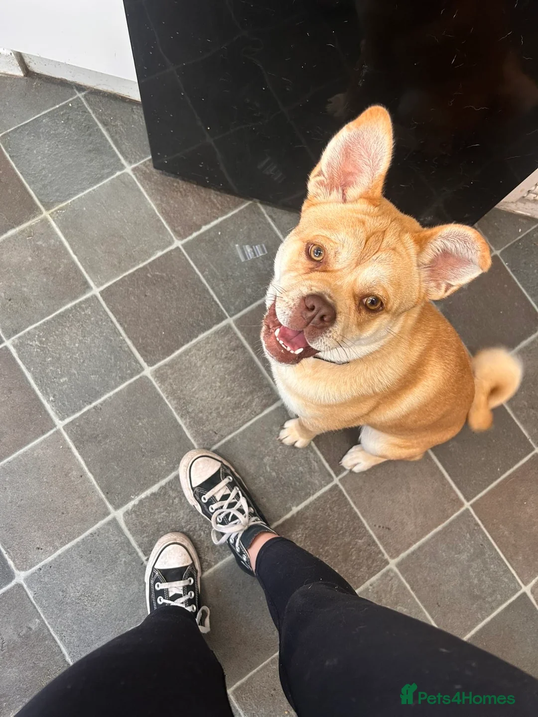 Mixed Breed dogs for sale: bambi in Ellesmere Port - Advert 2