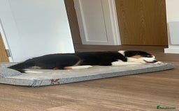 Australian Shepherd dogs for sale: Australian Shepherd Girl - Advert 2