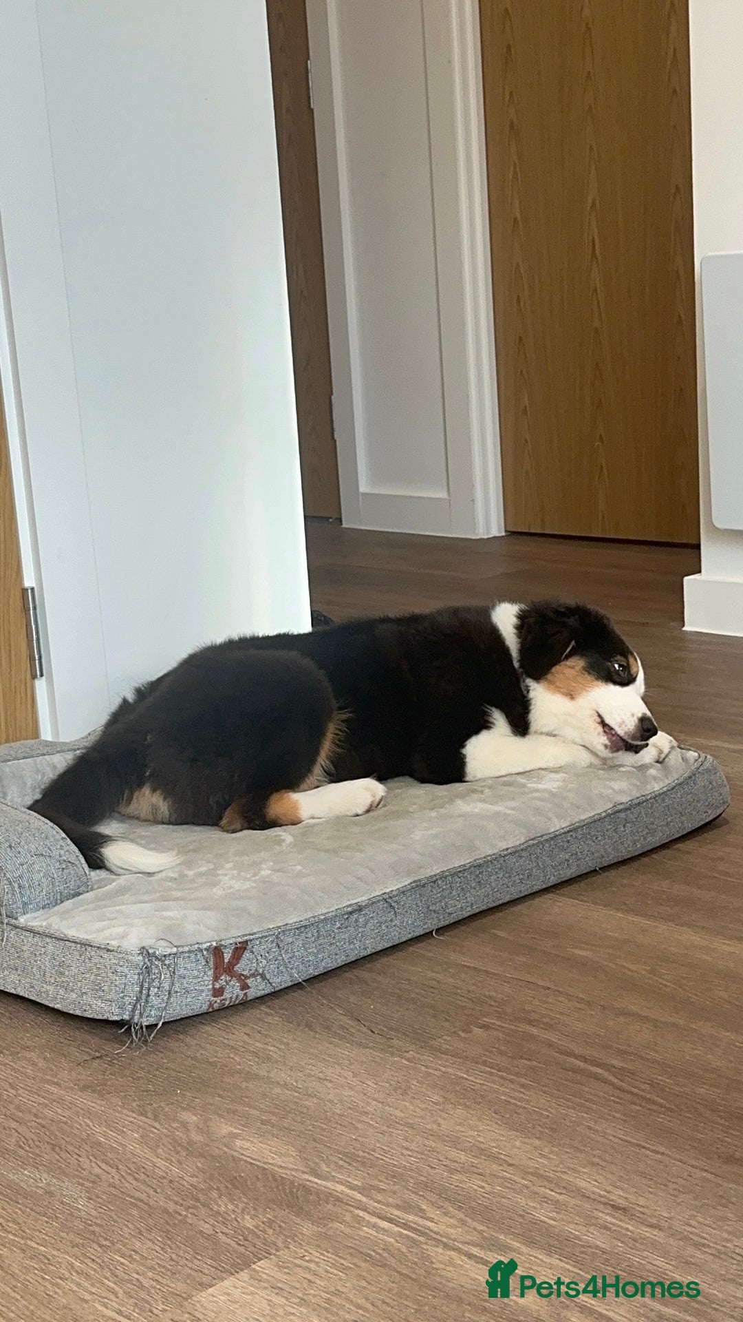 Australian Shepherd dogs for sale: Australian Shepherd Girl - Advert 2