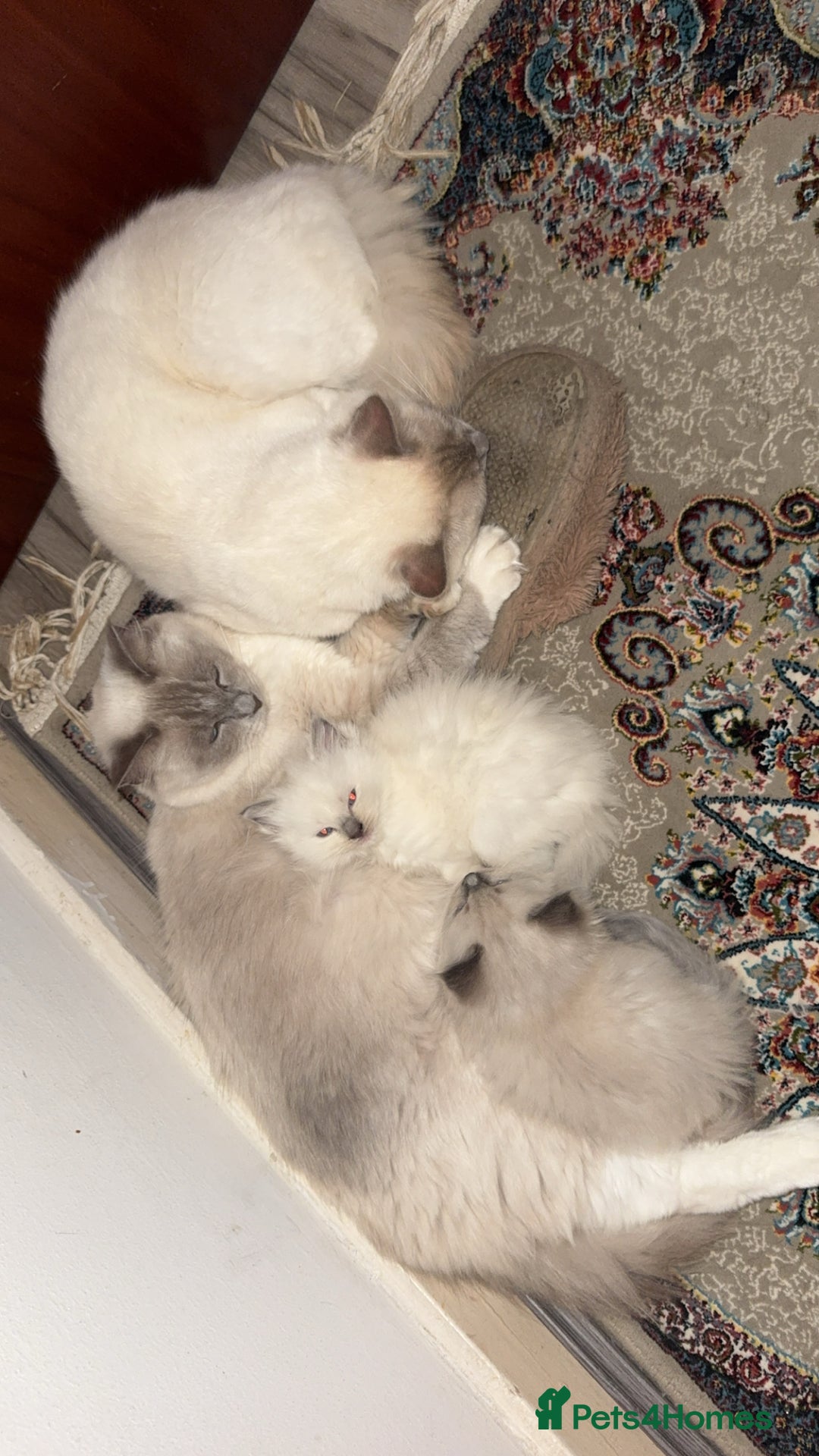 Ragdoll cats for sale: 2 Beautiful Pure Ragdoll Kittens - Image 4