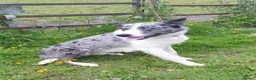 Border Collie dogs for sale: Beautiful Border Collies - Advert 15