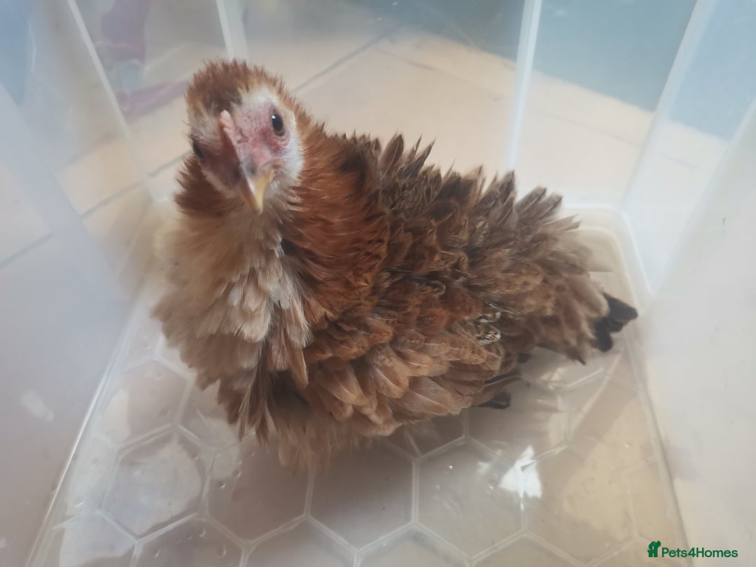 Chickens poultry for sale: Silkied Serama+Frizzled Pekin/Bantam roos & hens  - Image 4